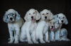 Photo №2 to announcement № 51980 for the sale of english setter - buy in Russian Federation breeder