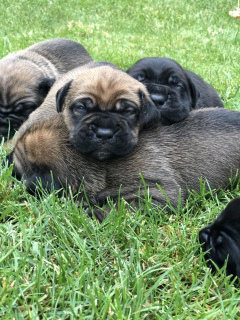 Photo №3. Selling puppies Cane Corso first litter. Ukraine