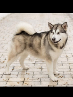 Photo №2 to announcement № 3014 for the sale of alaskan malamute - buy in Ukraine from nursery, breeder