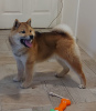 Photo №2 to announcement № 91652 for the sale of shiba inu - buy in Serbia breeder