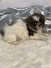 Photo №2 to announcement № 44776 for the sale of shih tzu - buy in Germany 