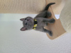 Photo №1. russian blue - for sale in the city of Vienna | 317$ | Announcement № 88487