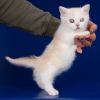 Photo №1. munchkin - for sale in the city of London | negotiated | Announcement № 118781