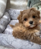 Additional photos: Maltipoo puppies raised in a family home