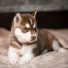 Photo №1. siberian husky - for sale in the city of Bielsko-Biała | 317$ | Announcement № 90311