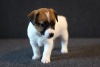 Photo №1. jack russell terrier - for sale in the city of Minsk | 1200$ | Announcement № 17623