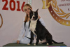 Photo №3. Male Am.Staff.Terrier, kennel-KSU-FCI in Ukraine. Announcement № 7651