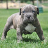 Photo №1. american bulldog - for sale in the city of Lost Creek | negotiated | Announcement № 105964