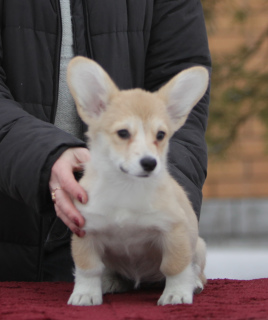 Photo №4. I will sell welsh corgi in the city of Москва. from nursery - price - 762$