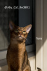 Additional photos: Abyssinian kittens from the cattery with documents