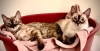 Photo №1. bengal cat - for sale in the city of Denver | 400$ | Announcement № 95832