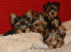 Photo №3. Tiny Teacup Black/Tan Yorkie. Germany