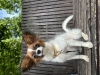 Photo №2 to announcement № 102768 for the sale of papillon dog - buy in Poland from nursery