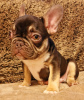 Additional photos: French bulldog