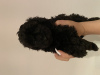 Photo №1. poodle (dwarf) - for sale in the city of Chemnitz | negotiated | Announcement № 57503