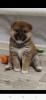 Photo №2 to announcement № 39297 for the sale of shiba inu - buy in Russian Federation 