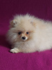 Photo №3. Gorgeous Spitz boy for sale. Slovakia