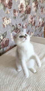 Photo №2 to announcement № 3508 for the sale of british shorthair - buy in Belarus from nursery
