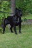 Photo №2 to announcement № 10454 for the sale of cane corso - buy in Russian Federation breeder