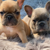 Photo №1. french bulldog - for sale in the city of Гамбург | 350$ | Announcement № 44531