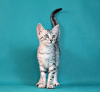 Photo №3. The cattery offers Egyptian Mau kittens for sale.. Russian Federation