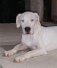 Additional photos: Dogo Argentino puppies