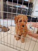 Photo №2 to announcement № 94271 for the sale of poodle (toy) - buy in Ireland private announcement