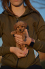 Photo №2 to announcement № 94979 for the sale of poodle (toy) - buy in Serbia breeder