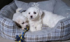 Photo №3. Lovely Bichon Frise puppies . Lithuania