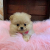 Photo №2 to announcement № 127574 for the sale of pomeranian - buy in United States 