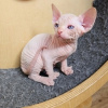 Photo №1. sphynx cat - for sale in the city of Aarschot | Is free | Announcement № 120414