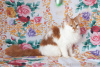 Photo №1. maine coon - for sale in the city of Ryazan | 333$ | Announcement № 7064