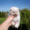 Photo №3. Teacup pomeranian puppy. United States