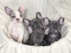 Photo №1. french bulldog - for sale in the city of Дортмунд | negotiated | Announcement № 48909