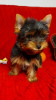 Additional photos: Yorkshire terrier puppies for sale