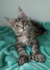 Photo №4. I will sell maine coon in the city of Minsk. private announcement, from nursery, breeder - price - 800$