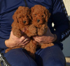 Additional photos: Mini Poodle, red and apricot colors