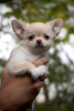 Photo №3. Longhair Chihuahua. Poland