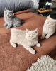 Photo №1. british shorthair - for sale in the city of Station Nord | Is free | Announcement № 116885