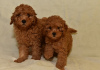 Additional photos: Miniature poodle