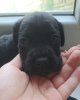 Additional photos: Cane Corso puppies