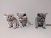 Photo №1. scottish fold - for sale in the city of Антверпен | 200$ | Announcement № 88348