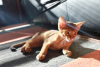 Photo №4. I will sell chausie in the city of Stockholm. from nursery, breeder - price - negotiated