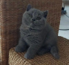 Photo №1. british shorthair - for sale in the city of Raleigh | 250$ | Announcement № 104285