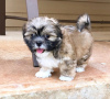 Photo №1. shih tzu - for sale in the city of Berlin | negotiated | Announcement № 43064