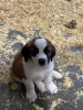 Photo №1. st. bernard - for sale in the city of Хилверсум | Is free | Announcement № 123955