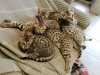 Photo №4. I will sell savannah cat in the city of Pittsburgh. breeder - price - 2000$