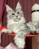 Photo №3. Maine coon cat. Germany