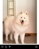 Photo №1. samoyed dog - for sale in the city of Cologne | negotiated | Announcement № 89488