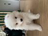 Photo №4. I will sell samoyed dog in the city of Katowice. breeder - price - 423$